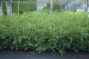 3-4ft Leylandii Green Hedging Conifers