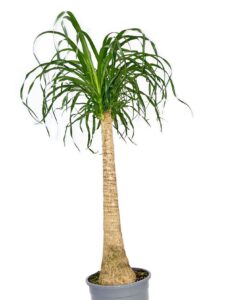5ft Ponytail Palm | Indoor Plant | Office / Home Decorative Plant | 150cm Easy Care Housepla