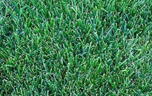 15kg Pure Kentucky Bluegrass (SSMG) Grass for Dry Soil - Supplied by Pretty Wild Seeds 15kg