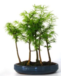 Psuedolarix (Golden Larch) Bonsai Tree Forest - 5 Trees Supplied in a cera