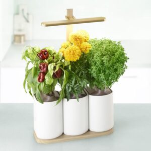 Prêt à Pousser Lilo Edition Smart Indoor Garden