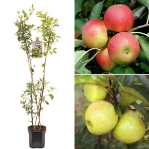 Apple Duo Edible Fruit Tree | Elstar & Golden Delicious Varieties | Deciduous Outdoor Pink Flowering Hardy Garden Potted Malus domestica (7.5L Pot