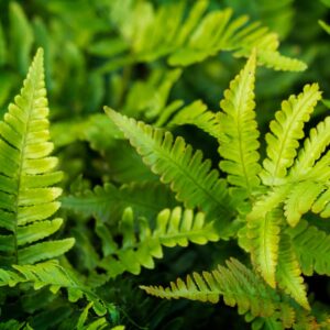 Outdoor Fern Plant Polystichium Setiferum Herrenhausen Evergreen Hardy Perennial Tolerates Dry Soil Easy to Grow Your Own Textural Garden Ferns Large 7.5-Litre Potted Plant by Thompson and Morga