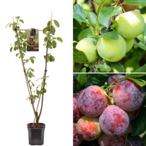 Plum Duo Edible Fruit Tree | Oullins & Opal Varieties | Deciduous Outdoor White Flowering Hardy Garden Potted Prunus domestica (7.5L Pot