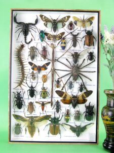 asiahouse24 Real Exotic Giant Beetles