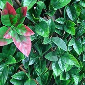 Orchard Artificial Red & Green Leaf Trellis | 2m x 1m Expandable Privacy Screening Hedge for Gardens