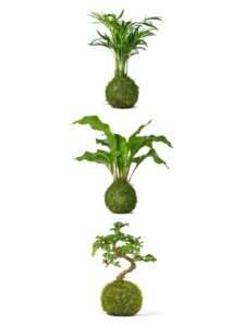 Tranquil Plants Bonsai Plants Super Saver Combo-Shaped Carmona