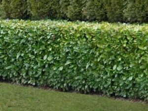 Common or Cherry Laurel Evergreen Low-Maintenance Garden Hedge Plants
