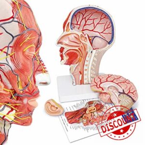 Human Half Head Superficial Neurovascular Musculature Model with Removable Brain