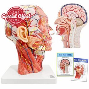 Human half head superficial neurovascular model