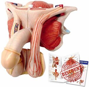 Male Genital Organ Model