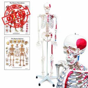 Elementary Anatomy 1022435 Mike
