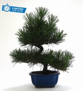 Japanese Black Pine Bonsai Trees