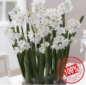 10 X Narc Paperwhite Bulbs - Daffodil Paperwhite