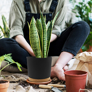 indoor plant pot