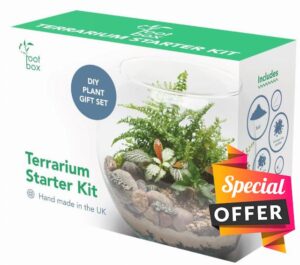 [CLEARANCE] Root Box™ Large Plant Terrarium Kit in scented giftbox | For Succulents