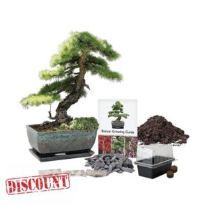Pronto Seed Grow Your Own Bonsai Tree Kit - Gardening Gifts for Women and Men - Includes 3 Pine