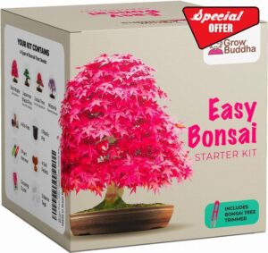 Grow Your own Bonsai kit – Easily Grow 4 Types of Bonsai Trees with Our Complete Beginner Friendly Bonsai Seeds Starter kit – Unique Seed kit Gift idea