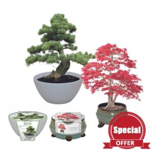 Green Ribbon & Bees Gifting Bonsai Duo Growing Gift Set - Pine & Sweetgum Bonsai Tree Gift - Complete Growing Set - Elegant Design & Versatile Planting Options - Ceramic Plante