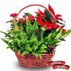 Christmas Planted Basket