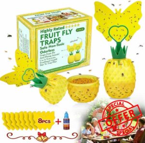 Fruit Fly Trap Indoors