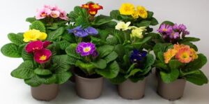 Flowering Bedding Plants Garden Ready in 10.5cm pots