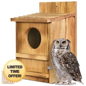 Screech Owl House