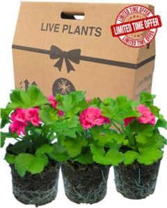 Geranium Plants Live for Planting - 3 Large 1ltr Pot Size Garden Ready