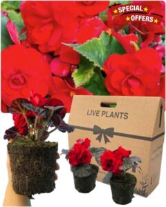 Begonia Plants Outdoor Garden Ready - 6 Red Outdoor Non Stop Begonias. Live Summer Planting. Large 1ltr Potted Size. Well Rooted & Established