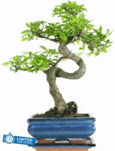 The Bonsai Plants - Real Live Chinese Elm Bonsai Indoor/Outdoor Tree S Trunk - 15 cm Ceramic Pot - Home Office Decor Gif