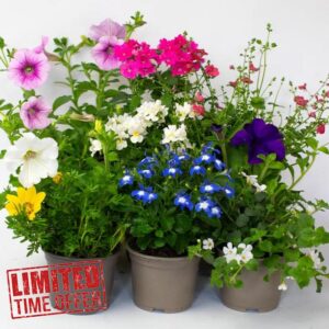 9 x Flowering Bedding Plants - Grow Your own Summer Flowering Bedding