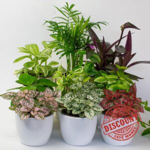 9 x House Plants - Indoor Plants in 9cm Plant Pot