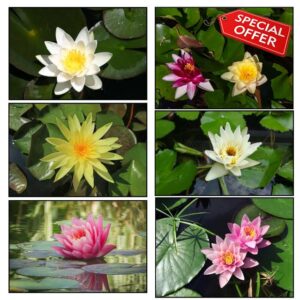 Lincolnshire Pond Plants Ltd - 3 Water Lily Pack - Pink