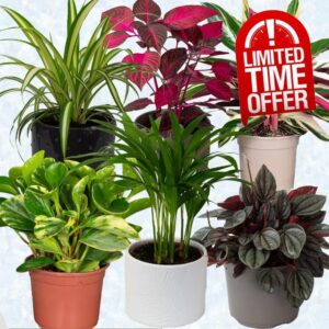 6 x Pet Friendly House Plants – Indoor Plants for Living Room Accessories