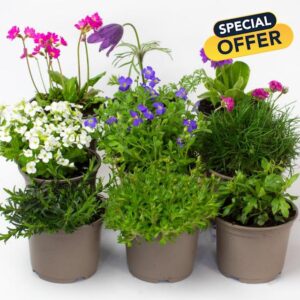 9 x Rockery Plants - Perennial Garden Ready Flowers in 10.5cm Plant Pot