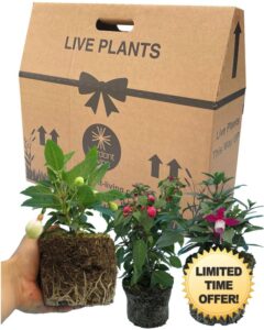 Fuchsia 3 Large Garden Ready Plants - Well Rooted & Established 1ltr Pot Size Bedding to Plant Now