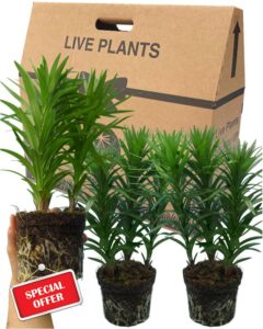 Lily Plants Outdoor Garden Ready - Grown in Large 1Ltr Pots