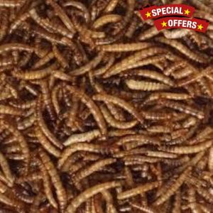 Premium 5kg Dried Mealworms for Wild Birds by Two Amigos Pet Supplies