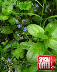 Lincolnshire Pond Plants Ltd Marginal Plants - Live Water Plant Aquatic Pond Lake Marginal - Pond Plants (Veronica Beccabunga) - 2X Plants and 2 Pots & Compos