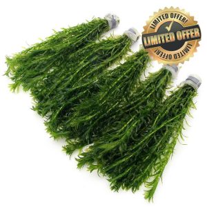 50 ELODEA DENSA Stems - 5 Bunches - Oxygenating Weed Live Pond Plant Water Aquarium Aquatic Plants Egeria k2aqua