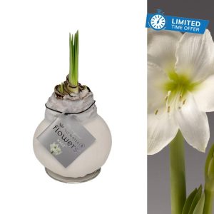 Carbeth Plants - Amaryllis White Waxed Bulb Live Houseplant in Gift Sleeve - No Water Indoor Flowering Hippeastrum Growing Bulb - Christmas Gardening Gift Idea for Plant Lovers (White Wax)