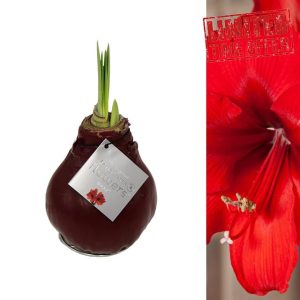 Carbeth Plants - Amaryllis Red Waxed Bulb Live Houseplant in Gift Sleeve - No Water Indoor Flowering Hippeastrum Growing Bulb - Christmas Gardening Gift Idea for Plant Lovers (Red Wax)