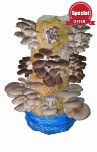 Mushroom Growing Kit