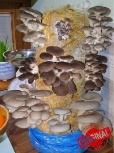 Foragers Table - Mushroom Growing Kit