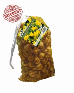 Yellow Narcissus Daffodil Bulbs | Big Buy Value Pack | 200 Bulbs | Bee Friendly | Easy Planting | Perfect Spring Flowers | Eco-Friendly Packaging