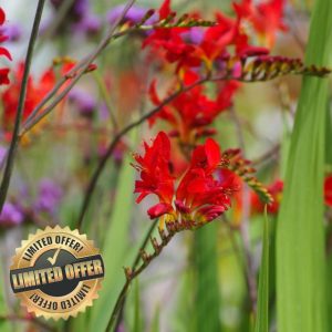 Carbeth Plants - 100 x Crocosmia Lucifer Montbretia Summer Bulbs - Hardy Colourful Herbaceous Perennial Corms - Low Maintenance Pollinator Friendly Plants - Grow in Beds