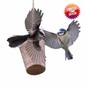 Eco Bird Food Seasonal Suet Cones - 3kg Pack of 9 | Recipies Designed By Expert Ornithologists