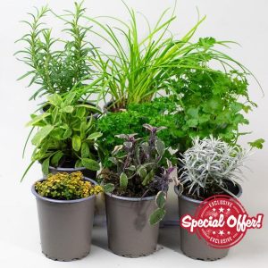 9 x Mixed Herbs - Plants Outdoor Garden Ready or Great House Plants