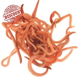 Wiggly Wigglers Composting Worms And Bedding Block