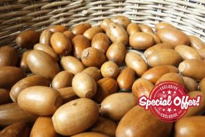 Igart Acorns for Squirrels and Birds 5 kg | Acorns without Cones for Animals | Harvest 24 | Washed | Dried | Organic Quality